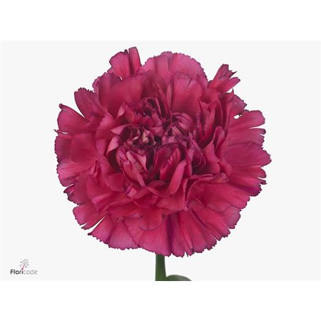 Nagelj Long Bernard c592