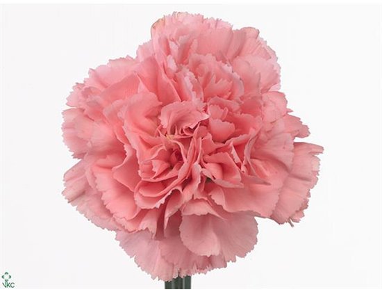 Nagelj Long Betsy c593