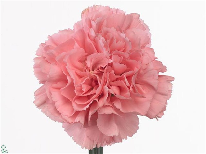 Nagelj Long Betsy c593