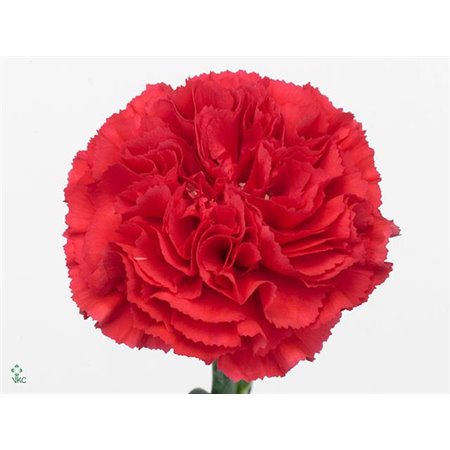 Nagelj Long Bizet c594