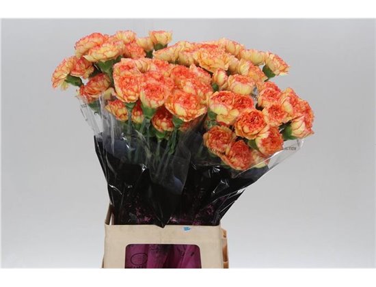 Nagelj Long Boiro c595