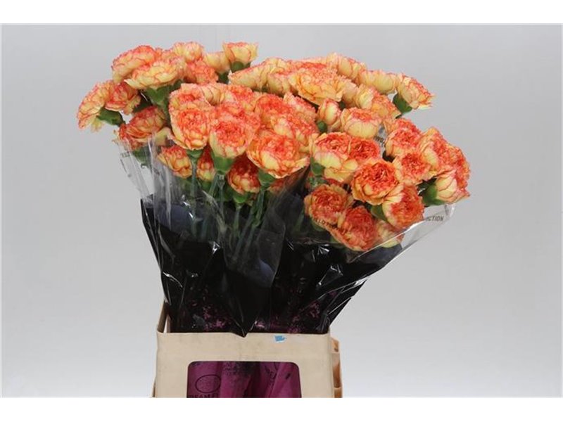 Nagelj Long Boiro c595