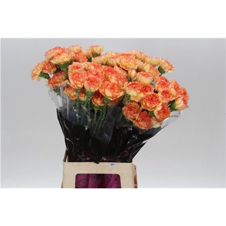 Nagelj Long Boiro c595