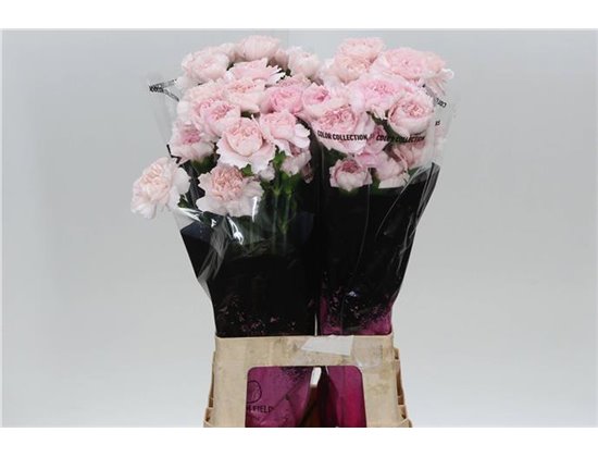 Nagelj Long Boiro c596