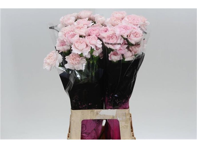 Nagelj Long Boiro c596