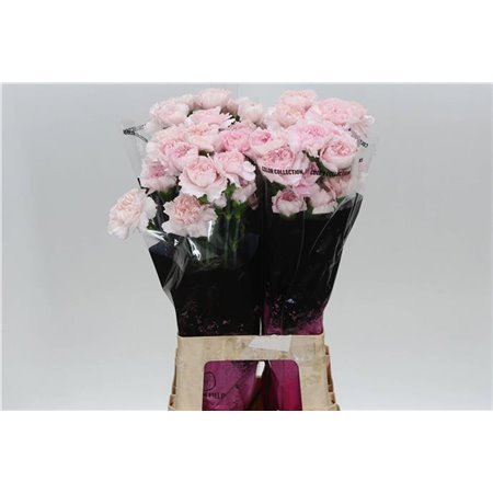 Nagelj Long Boiro c596