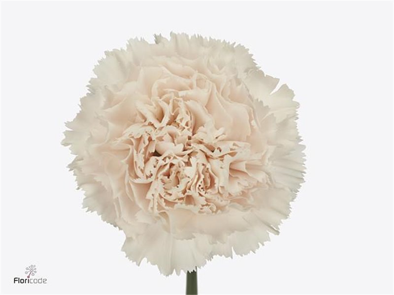 Nagelj Long Bridal Damascus c597