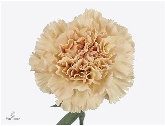 Nagelj Long Cappuccino c598