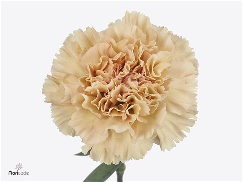 Nagelj Long Cappuccino c598