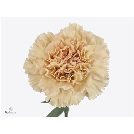 Nagelj Long Cappuccino c598