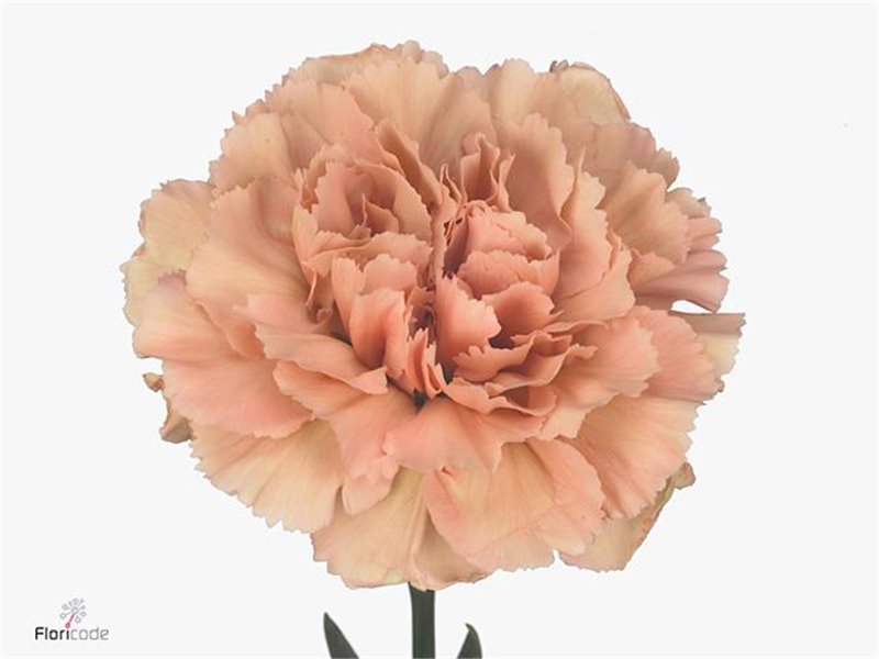 Nagelj Long Caramel c599