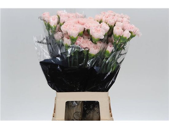 Nagelj Long Charisma c600