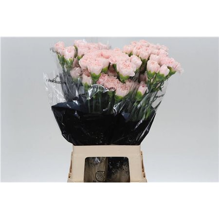 Nagelj Long Charisma c600