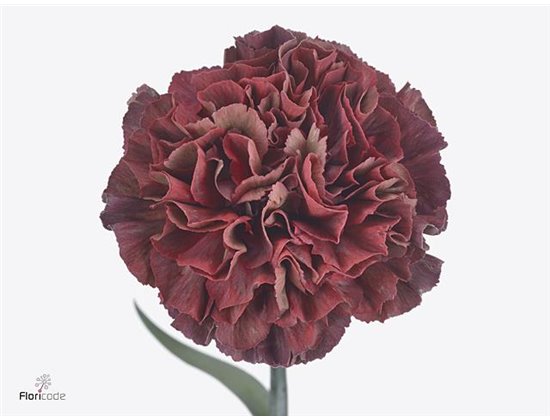 Nagelj Long Copper Extasis c602