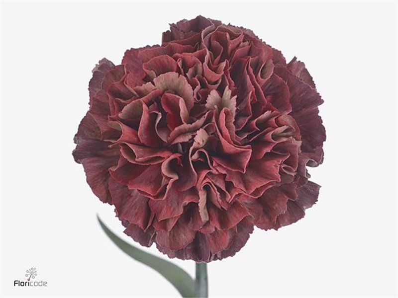 Nagelj Long Copper Extasis c602