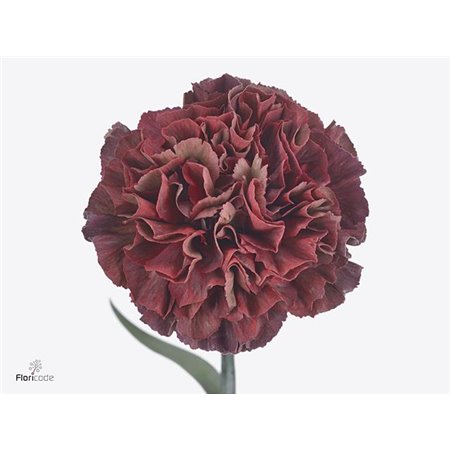 Nagelj Long Copper Extasis c602