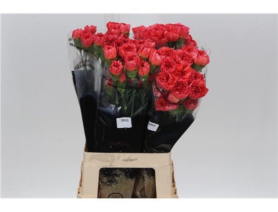 Nagelj Long Corallo c603