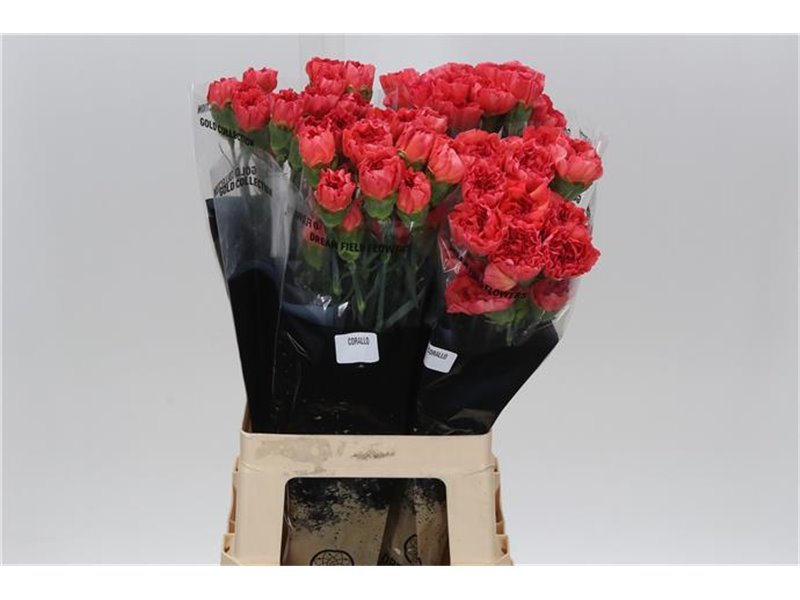 Nagelj Long Corallo c603