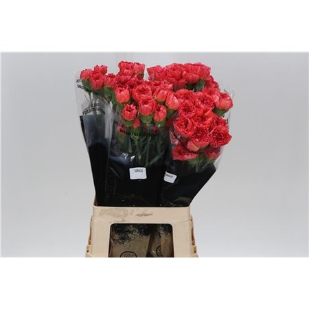 Nagelj Long Corallo c603