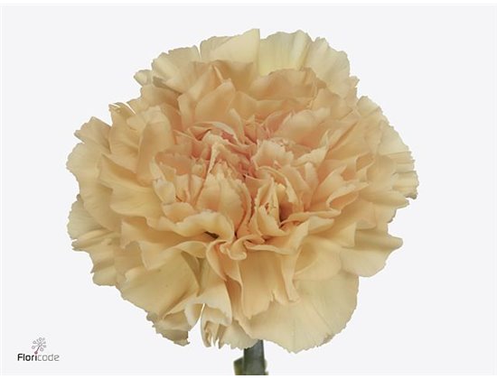 Nagelj Long Crimea c604