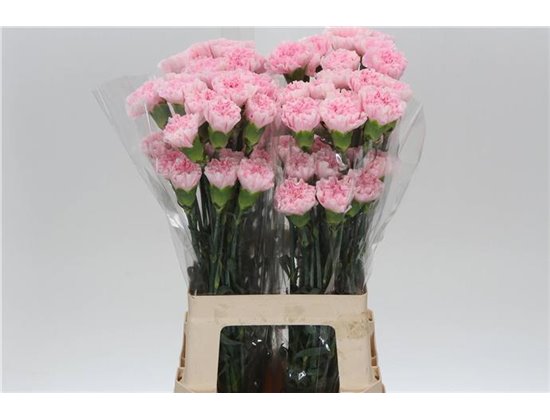 Nagelj Long Damina c606