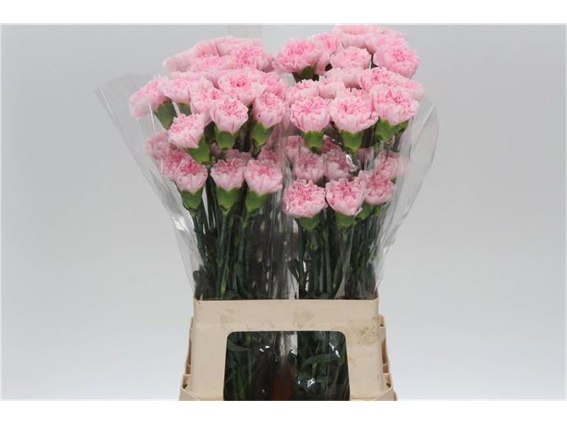 Nagelj Long Damina c606