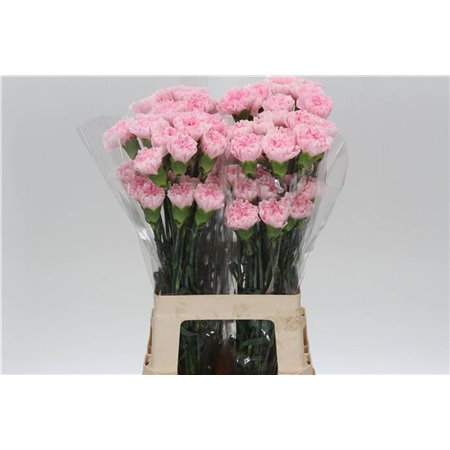 Nagelj Long Damina c606