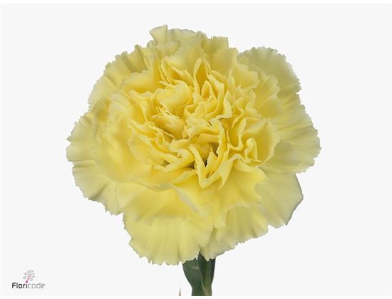 Nagelj Long Diletta Yellow c608