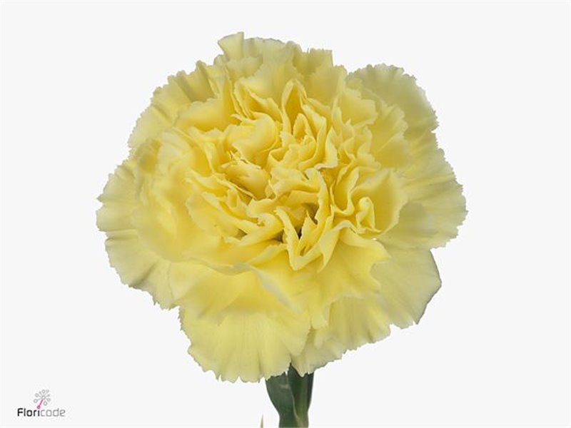 Nagelj Long Diletta Yellow c608