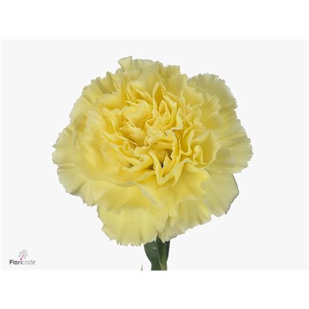 Nagelj Long Diletta Yellow c608