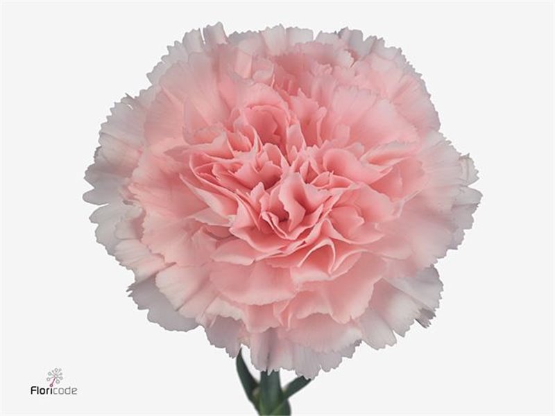 Nagelj Long Doncel c610