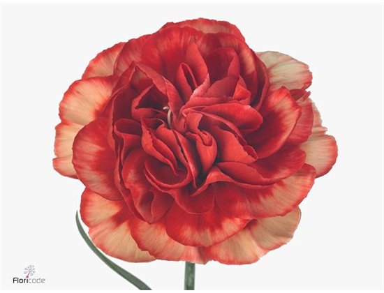 Nagelj Long Fabulous c611