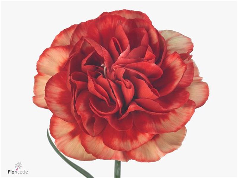 Nagelj Long Fabulous c611