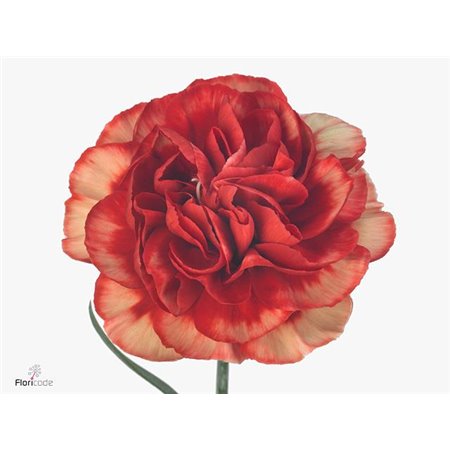 Nagelj Long Fabulous c611