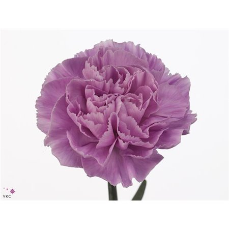 Nagelj Long Fl Moonaqua c612