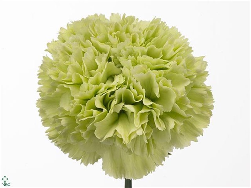 Nagelj Long Goblin c615