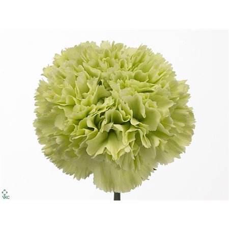 Nagelj Long Goblin c615