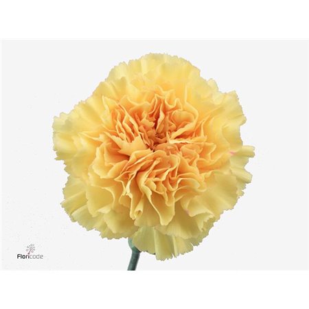 Nagelj Long Goldi c617