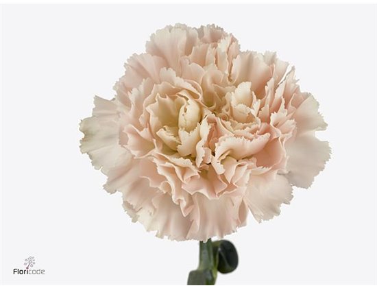 Nagelj Long Hanoi c619