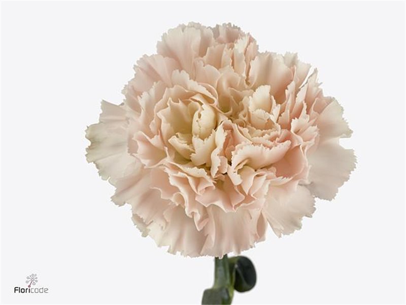 Nagelj Long Hanoi c619