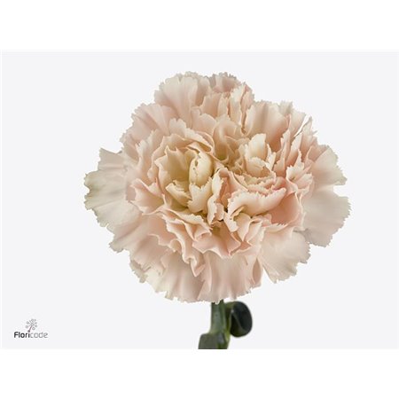 Nagelj Long Hanoi c619