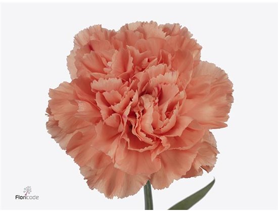 Nagelj Long Hermes Orange c620