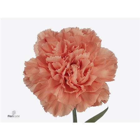 Nagelj Long Hermes Orange c620