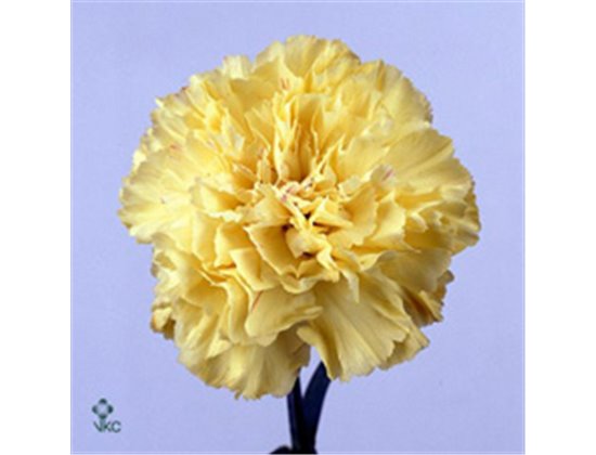 Nagelj Long Hermes Yellow c621