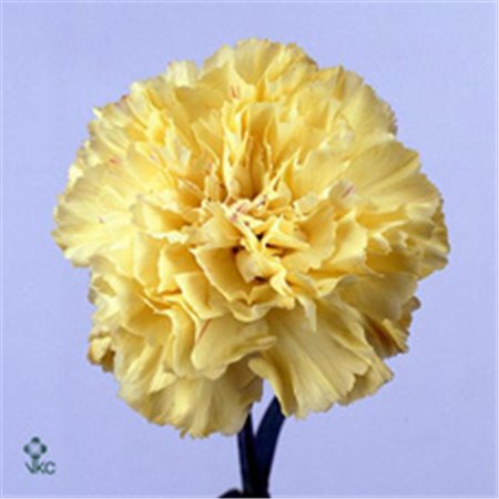 Nagelj Long Hermes Yellow c621