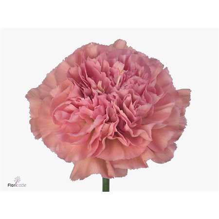 Nagelj Long Lege Pink c623