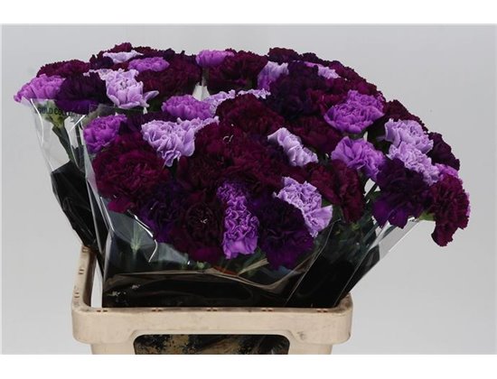 Nagelj Long Mixed Florigene c625