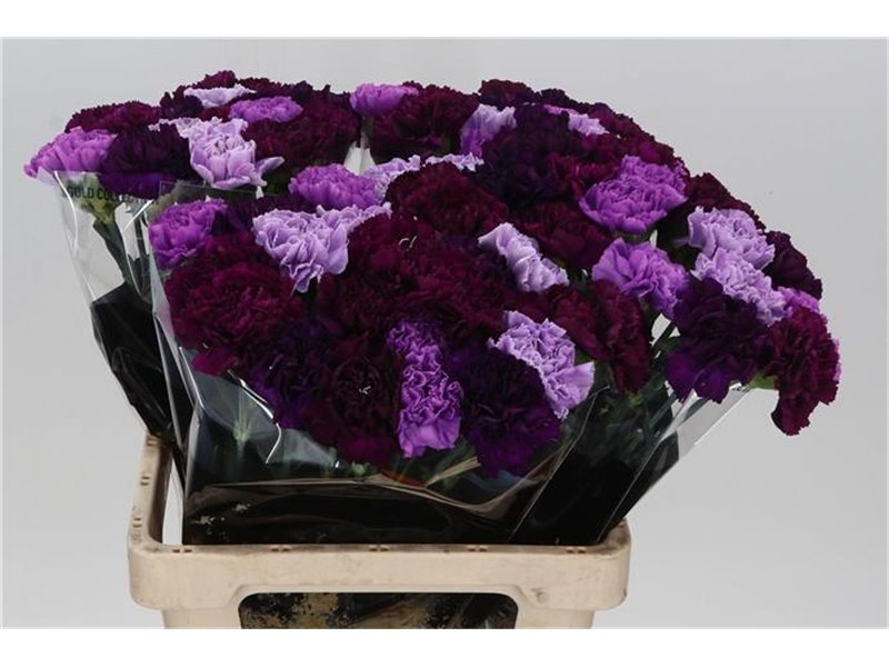 Nagelj Long Mixed Florigene c625