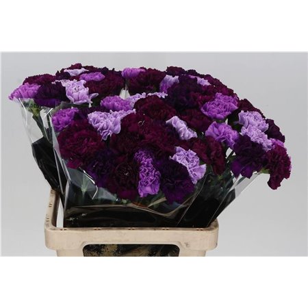 Nagelj Long Mixed Florigene c625