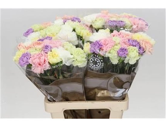 Nagelj Long Mixed Florigene c626